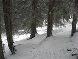 V gozdu manj snega